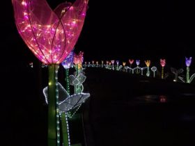 Phoenix_Lantern Festival_4