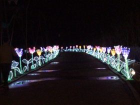 Phoenix_Lantern Festival_6