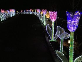 Phoenix_Lantern Festival_7